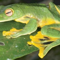 Species Profile: Vietnamese Flying Frog